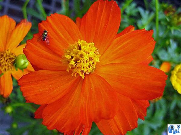 One Orange Flower w/a Fly